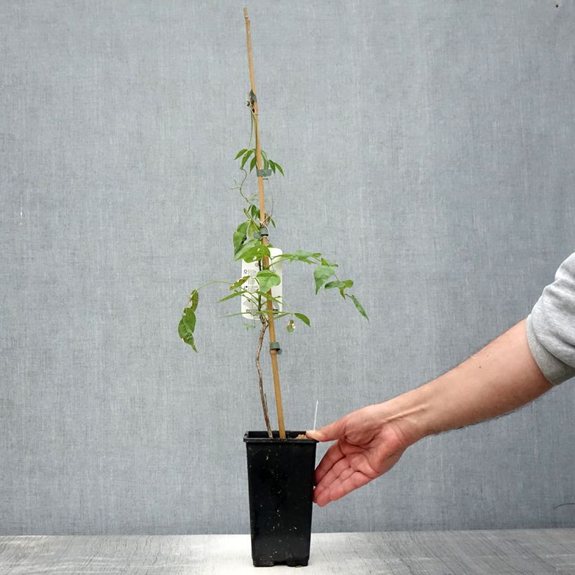 Amostra de Wisteria frutescens var. macrostachya Blue Moon - Glicínia americana Vaso de 2 L/3 L tal como entregue no verão