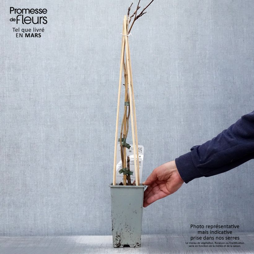 Amostra de Wisteria frutescens var. macrostachya Blue Moon - Glicínia americana Vaso de 2 L/3 L tal como entregue na primavera