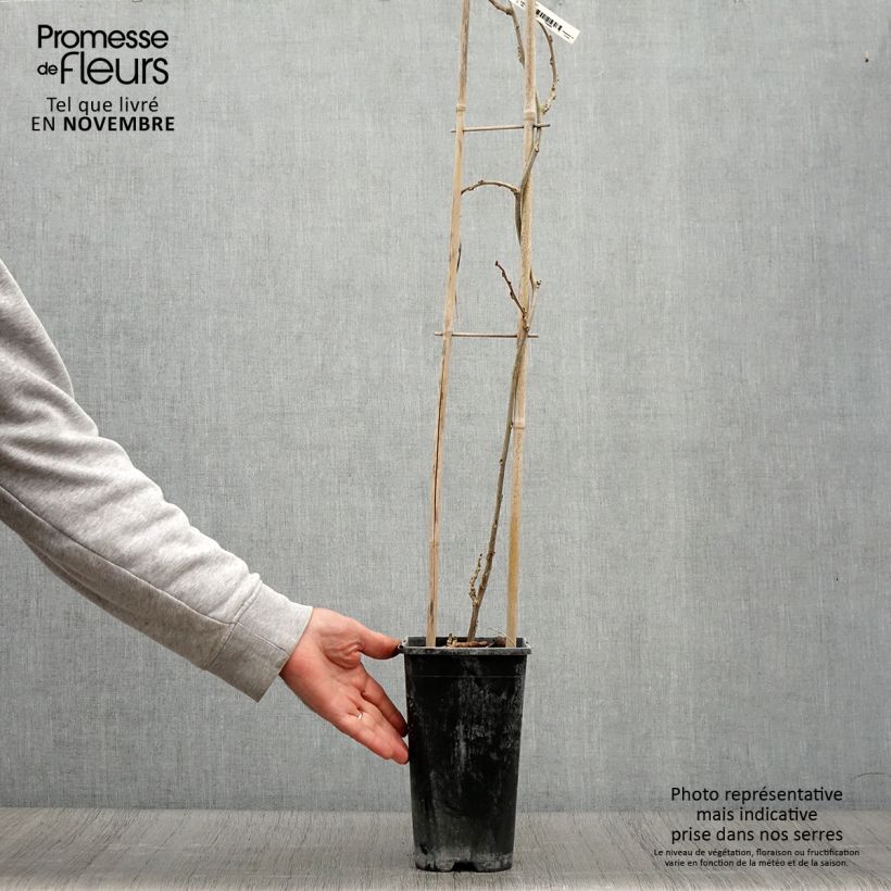 Amostra de Wisteria sinensis Blue Line - Glicínia Vaso de 2 L/3 L tal como entregue no outono