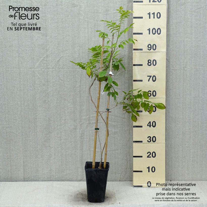 Amostra de Wisteria sinensis Blue Line - Glicínia Vaso de 2 L/3 L tal como entregue no verão