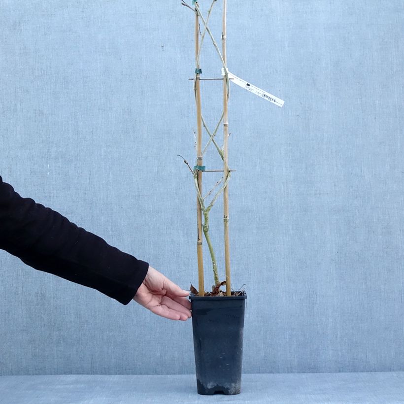 Amostra de Glycine de Chine Blue Line - Wisteria sinensis Pot de 2L/3L tal como entregue no inverno