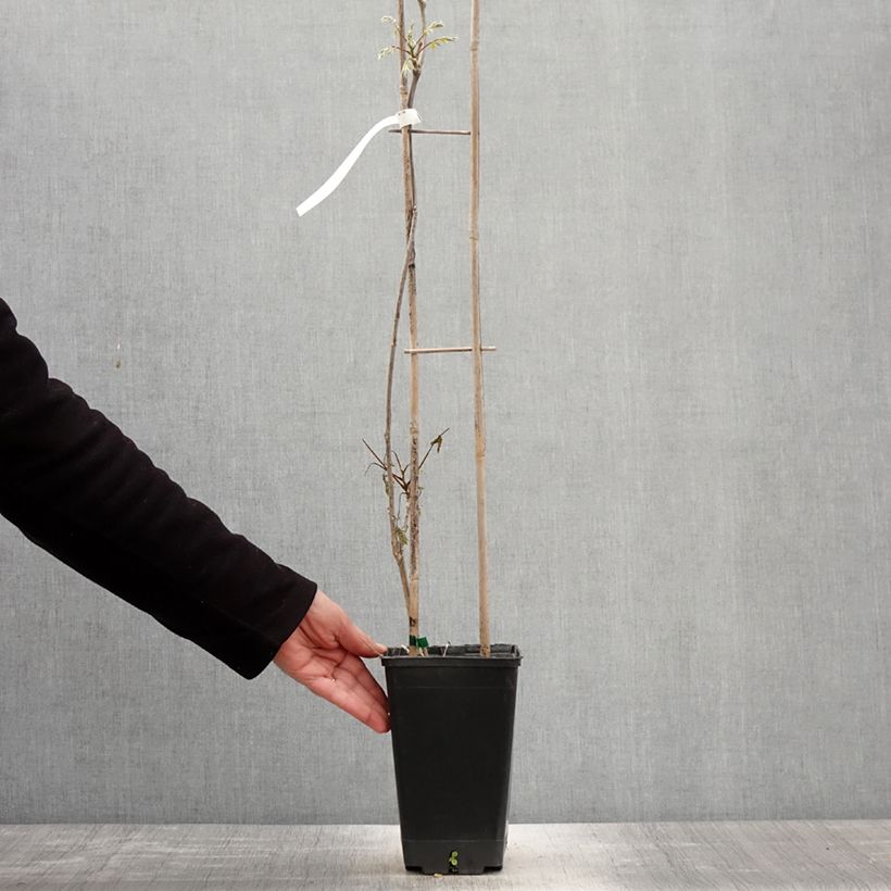 Amostra de Wisteria sinensis Blue Line - Glicínia Vaso de 2 L/3 L tal como entregue na primavera