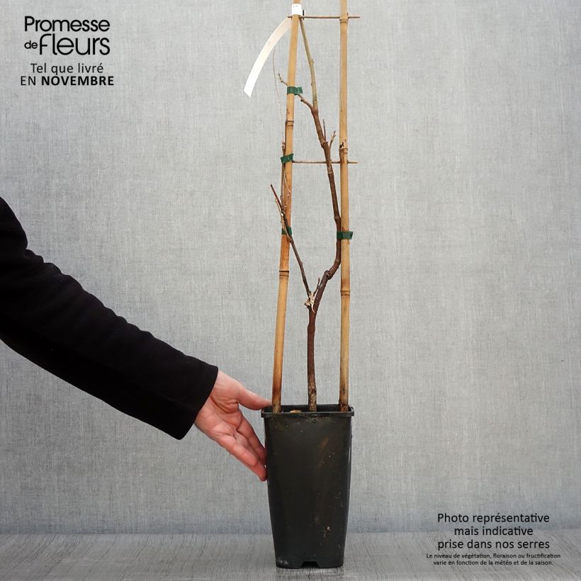 Amostra de Wisteria sinensis Caroline - Glicínia Vaso de 2 L/3 L tal como entregue no outono
