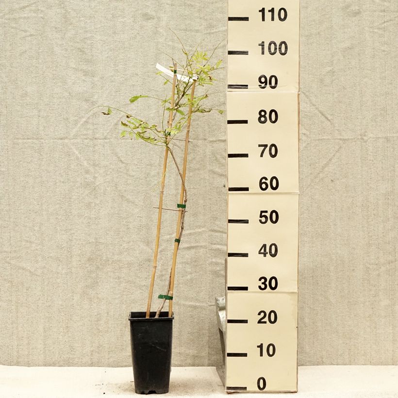 Amostra de Wisteria sinensis Caroline - Glicínia Vaso de 2 L/3 L tal como entregue no verão