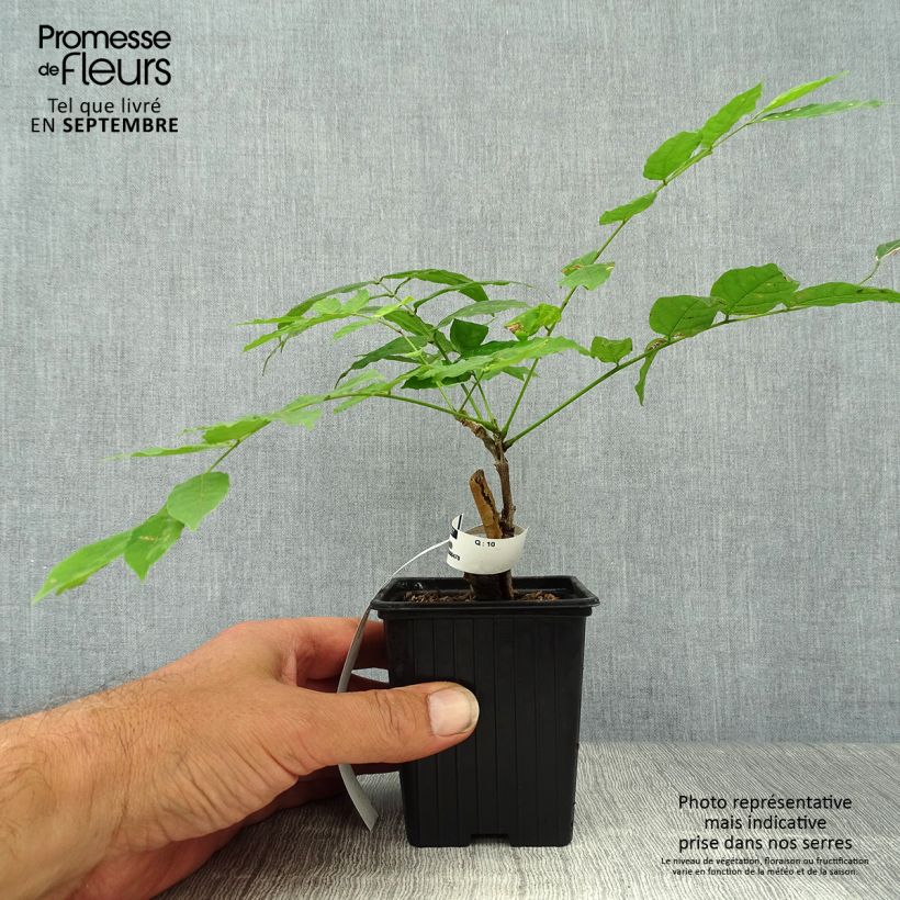 Amostra de Wisteria sinensis Alba - Glicínia Vaso de 8/9 cm tal como entregue no outono
