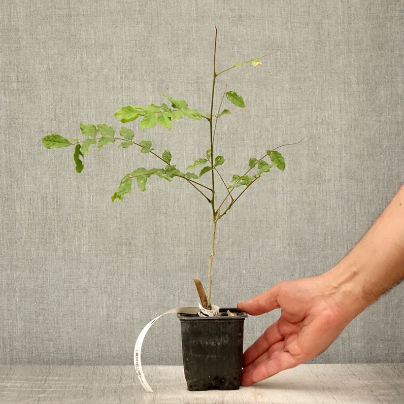 Amostra de Wisteria sinensis Alba - Glicínia Vaso de 8/9 cm tal como entregue no verão