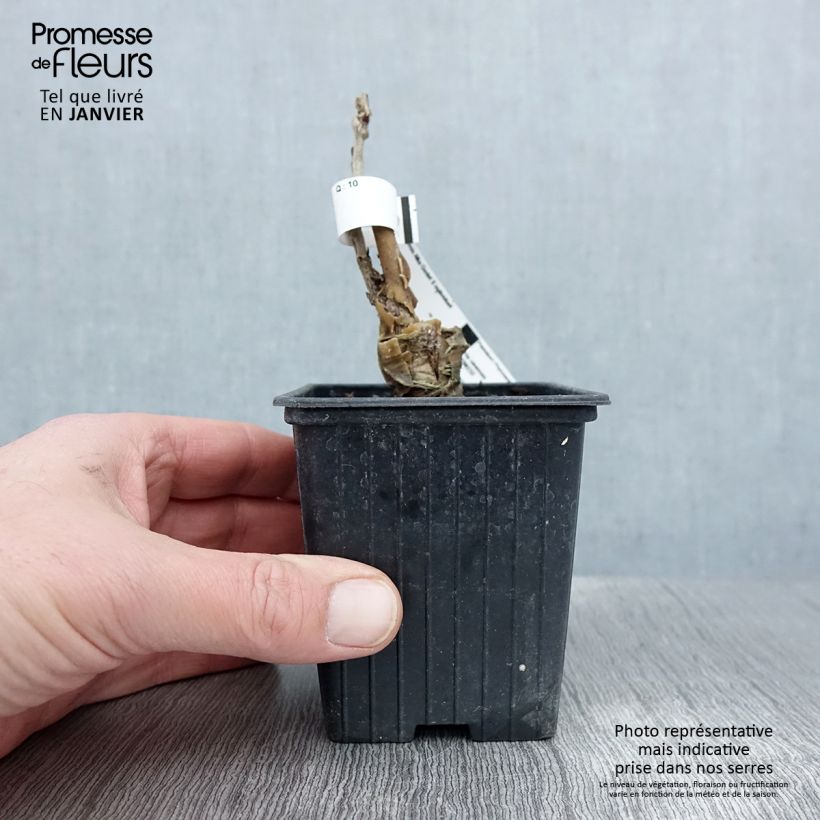 Amostra de Wisteria sinensis Alba - Glicínia Vaso de 8/9 cm tal como entregue no inverno