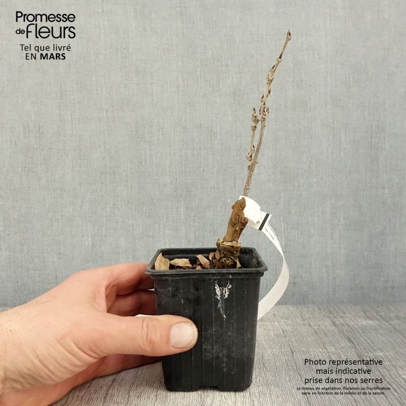 Amostra de Wisteria sinensis Alba - Glicínia Vaso de 8/9 cm tal como entregue na primavera