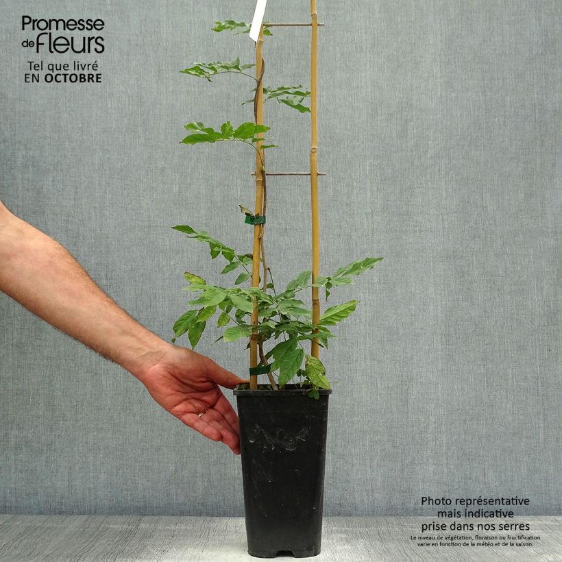 Amostra de Wisteria sinensis Alba - Glicínia Vaso de 2 L/3 L tal como entregue no outono