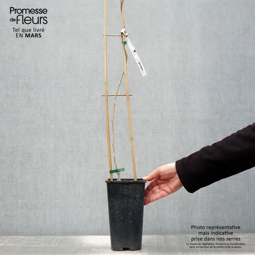 Amostra de Wisteria sinensis Alba - Glicínia Vaso de 2 L/3 L tal como entregue na primavera