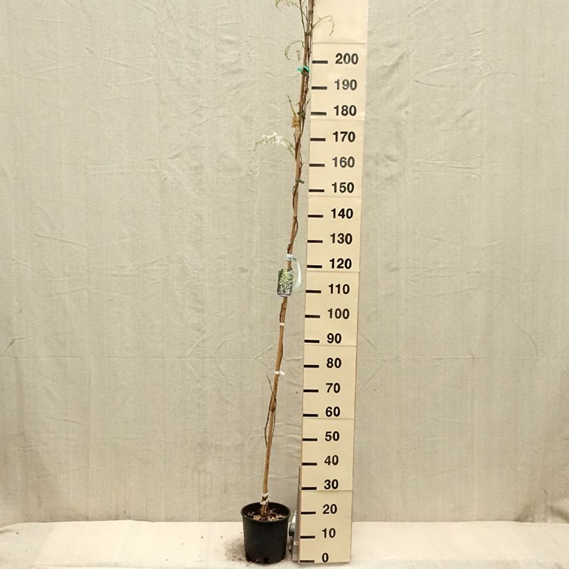Amostra de Wisteria sinensis Alba - Glicínia Vaso de 3 L/4 L tal como entregue na primavera