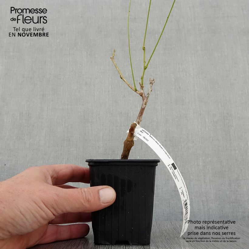 Amostra de Wisteria sinensis - Glicínia Vaso de 8/9 cm tal como entregue no outono
