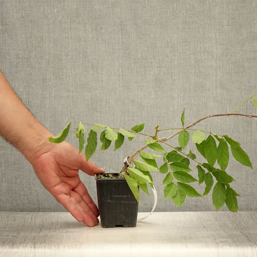 Amostra de Wisteria sinensis - Glicínia Vaso de 8/9 cm tal como entregue no verão
