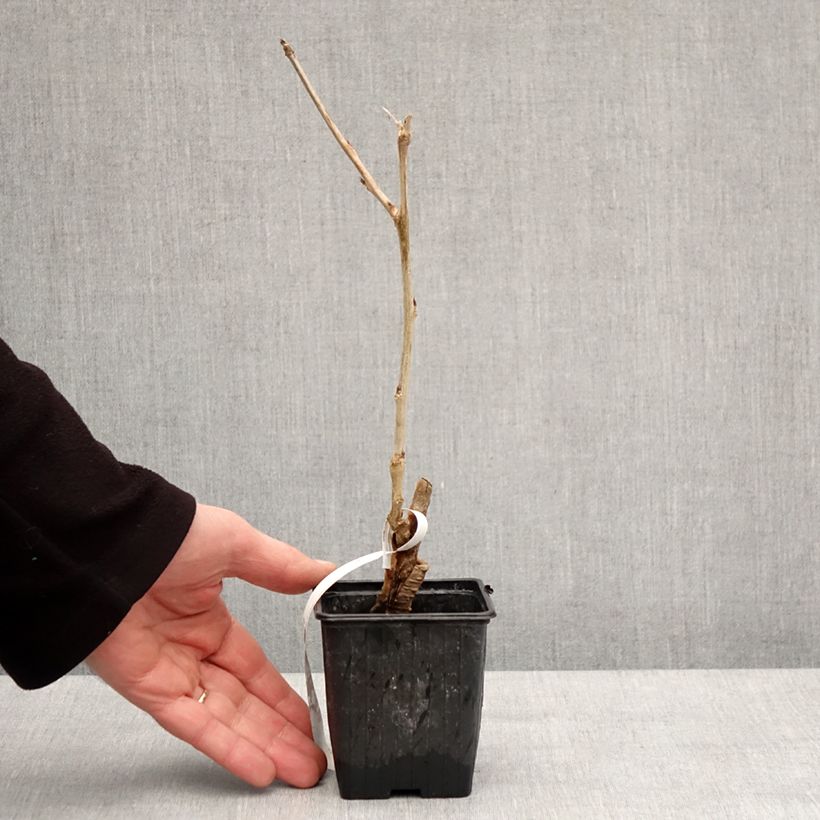 Amostra de Wisteria sinensis - Glicínia Vaso de 8/9 cm tal como entregue no inverno