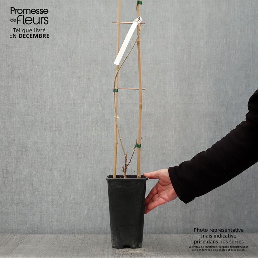 Amostra de Wisteria sinensis Flore Pleno - Glicínia Vaso de 3 L/4 L tal como entregue no outono