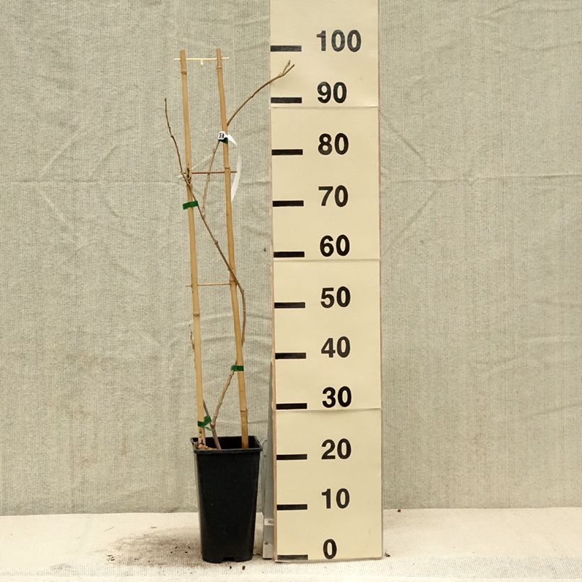 Amostra de Wisteria sinensis Flore Pleno - Glicínia Vaso de 3 L/4 L tal como entregue na primavera