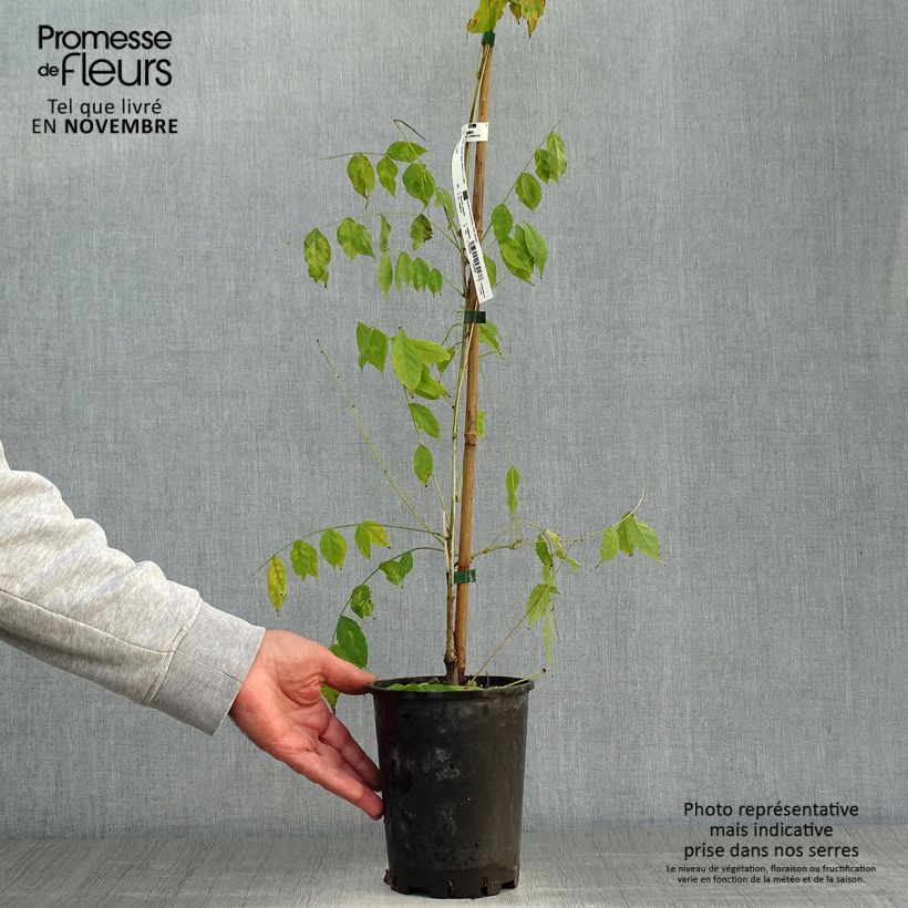 Amostra de Wisteria sinensis - Glicínia Vaso de 2 L/3 L tal como entregue no outono