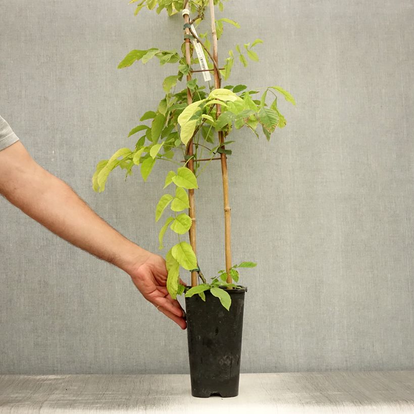Amostra de Wisteria sinensis - Glicínia Vaso de 2 L/3 L tal como entregue no verão