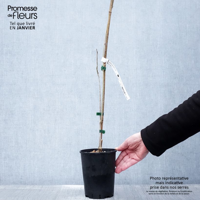 Amostra de Wisteria sinensis - Glicínia Vaso de 2 L/3 L tal como entregue no inverno