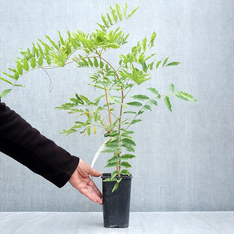 Amostra de Wisteria × formosa - Glicínia Vaso de 1,5 L/2 L tal como entregue no outono