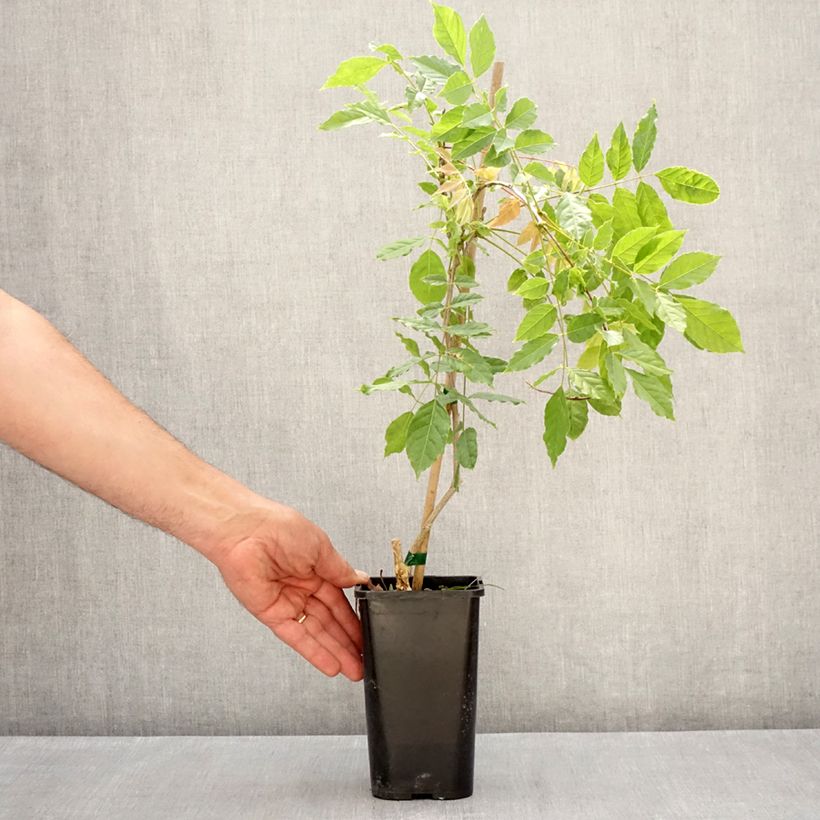 Amostra de Glycine de Formose - Wisteria formosa Vaso de 1,5 L/2 L tal como entregue na primavera