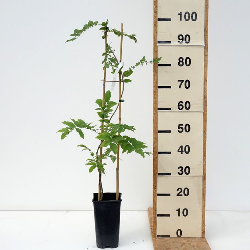 Amostra de Wisteria × formosa - Glicínia Vaso de 3 L/4 L tal como entregue no outono