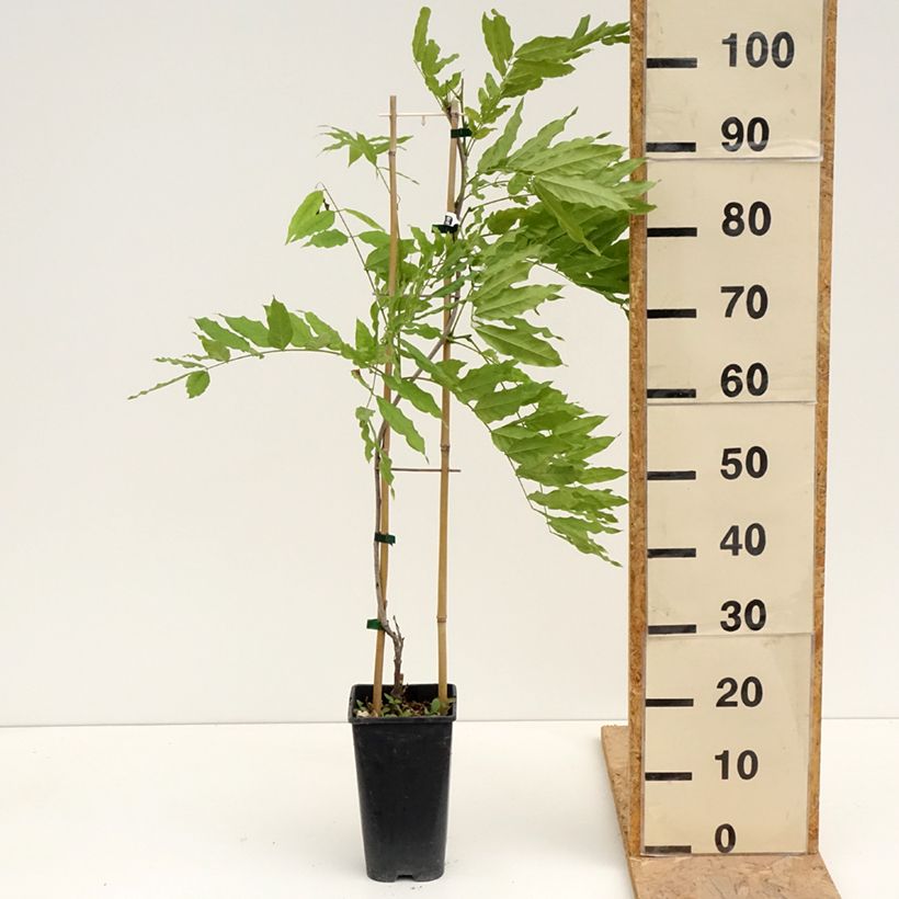 Amostra de Glycine de Formose - Wisteria formosa Vaso de 3 L/4 L tal como entregue na primavera