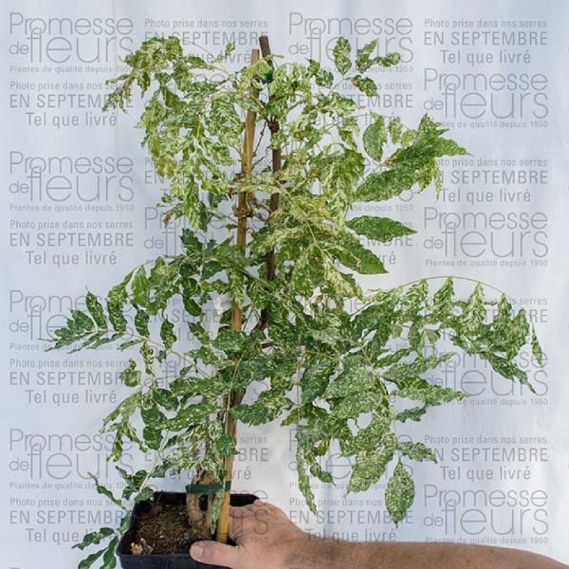 Exemplo de amostra de Glycine du Japon - Wisteria floribunda variegata Vaso de 2 L/3 L tal como entregue