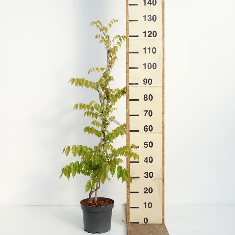 Amostra de Wisteria brachybotrys Shiro-Beni - Glicínia Vaso de 4 L/5 L tal como entregue na primavera