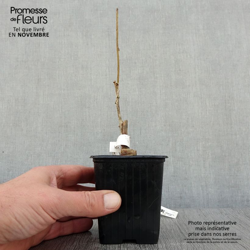Amostra de Wisteria floribunda Alba - Glicínia-japonesa Vaso de 8/9 cm tal como entregue no outono