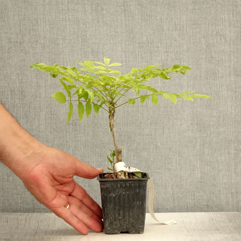 Amostra de Wisteria floribunda Alba - Glicínia-japonesa Vaso de 8/9 cm tal como entregue no verão