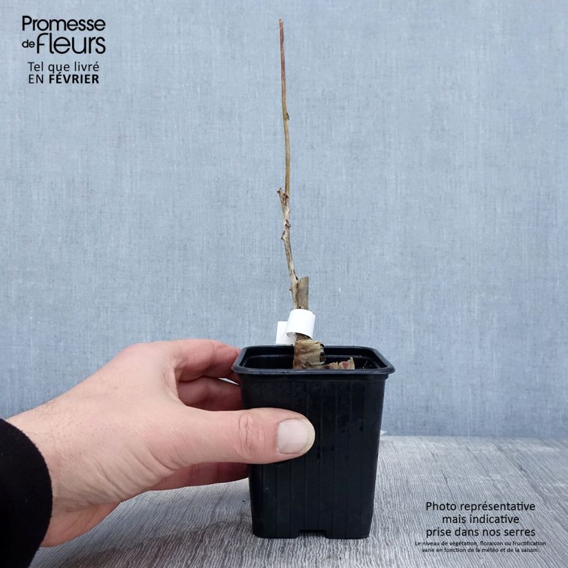 Amostra de Wisteria floribunda Alba - Glicínia-japonesa Vaso de 8/9 cm tal como entregue no inverno