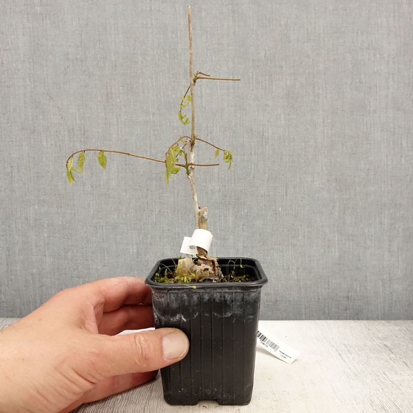 Amostra de Wisteria floribunda Alba - Glicínia-japonesa Vaso de 8/9 cm tal como entregue na primavera