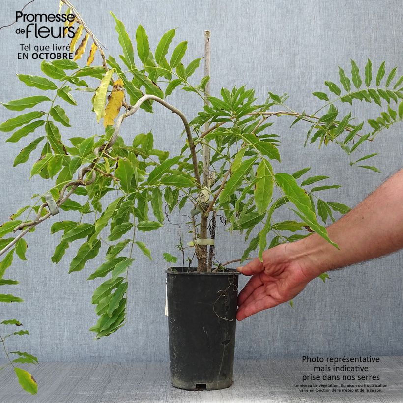 Amostra de Wisteria floribunda Alba - Glicínia-japonesa Vaso de 1,5 L/2 L tal como entregue no outono