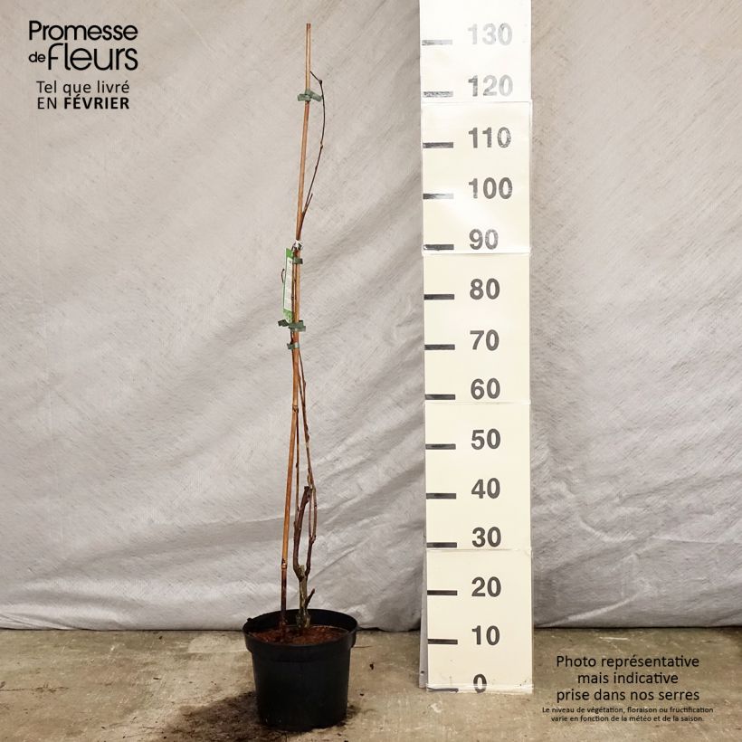 Amostra de Wisteria floribunda Alba - Glicínia-japonesa Vaso de 3 L/4 L tal como entregue no inverno