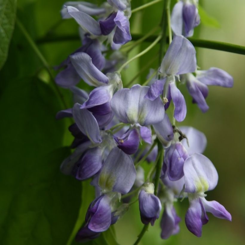 Wisteria floribunda Domino - Glicínia (Floração)