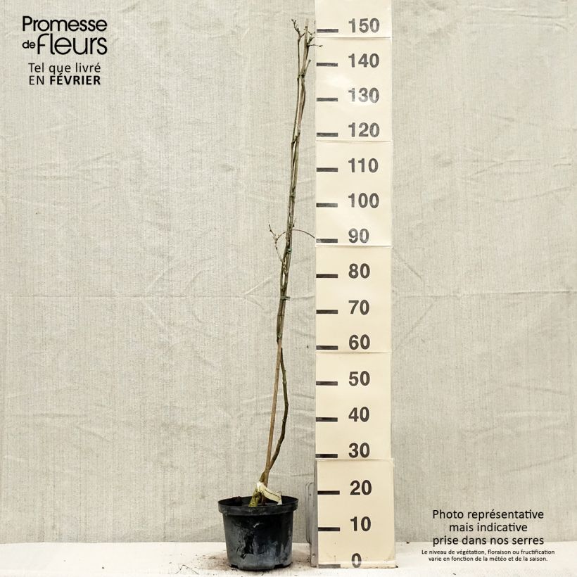 Amostra de Glycine du Japon - Wisteria floribunda Domino ou Issai Vaso de 3 L/4 L tal como entregue no inverno