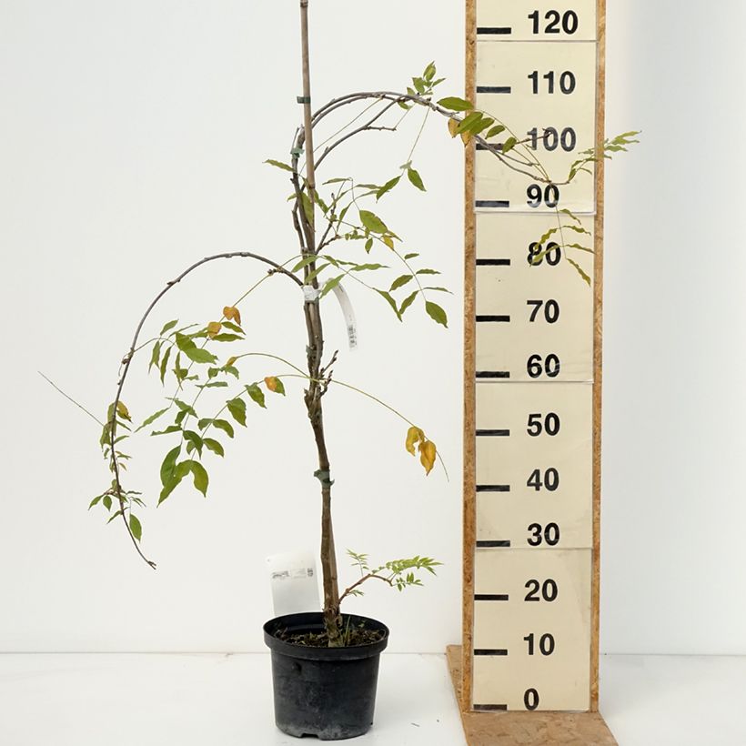 Amostra de Wisteria floribunda Domino - Glicínia Vaso de 1,5 L/2 L tal como entregue no outono