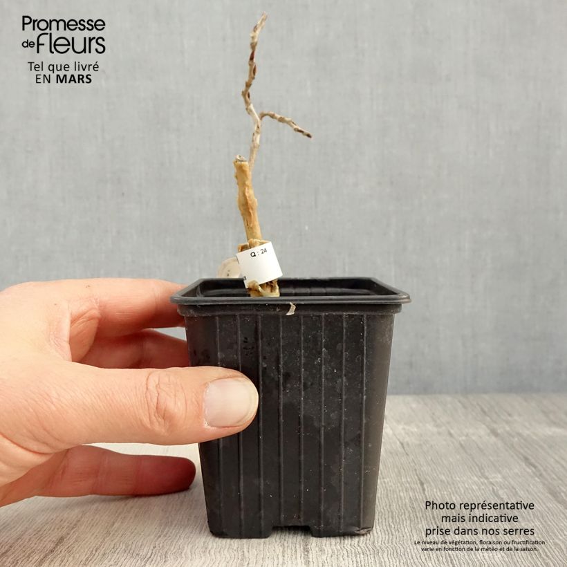 Amostra de Wisteria floribunda - Glicínia Vaso de 8/9 cm tal como entregue na primavera