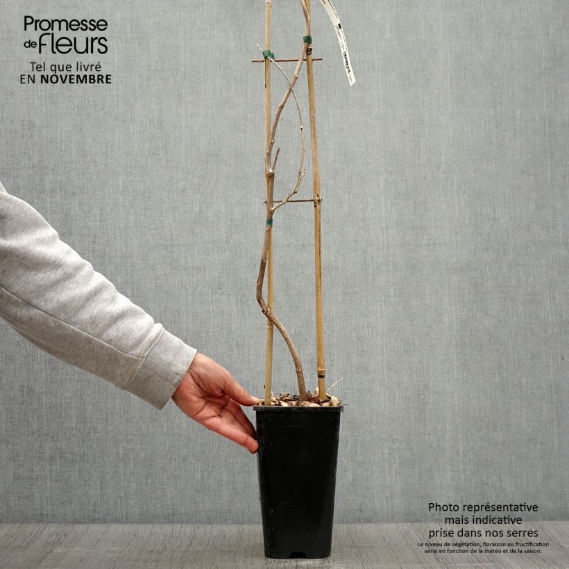 Amostra de Wisteria floribunda - Glicínia Vaso de 3 L/4 L tal como entregue no outono