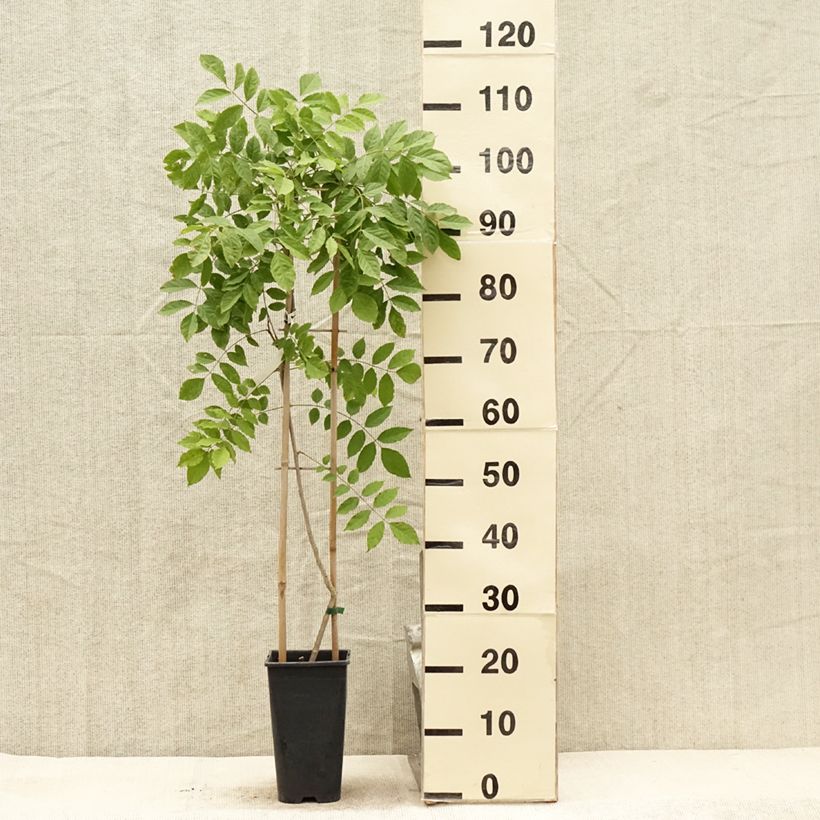 Amostra de Wisteria floribunda - Glicínia Vaso de 3 L/4 L tal como entregue no verão