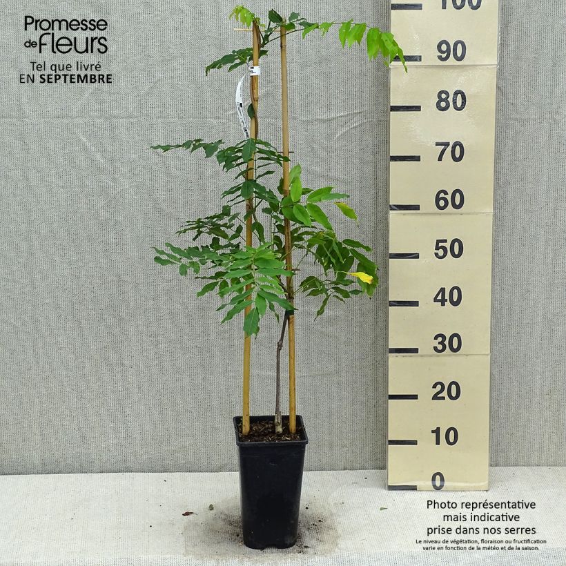 Amostra de Wisteria floribunda Honbeni - Glicínia-japonesa Vaso de 2 L/3 L tal como entregue no outono