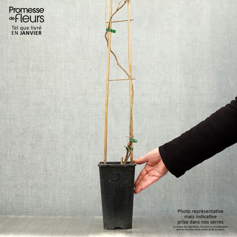 Amostra de Glycine du Japon - Wisteria floribunda Honbeni (Rosea, Pink Ice) Vaso de 2 L/3 L tal como entregue no inverno