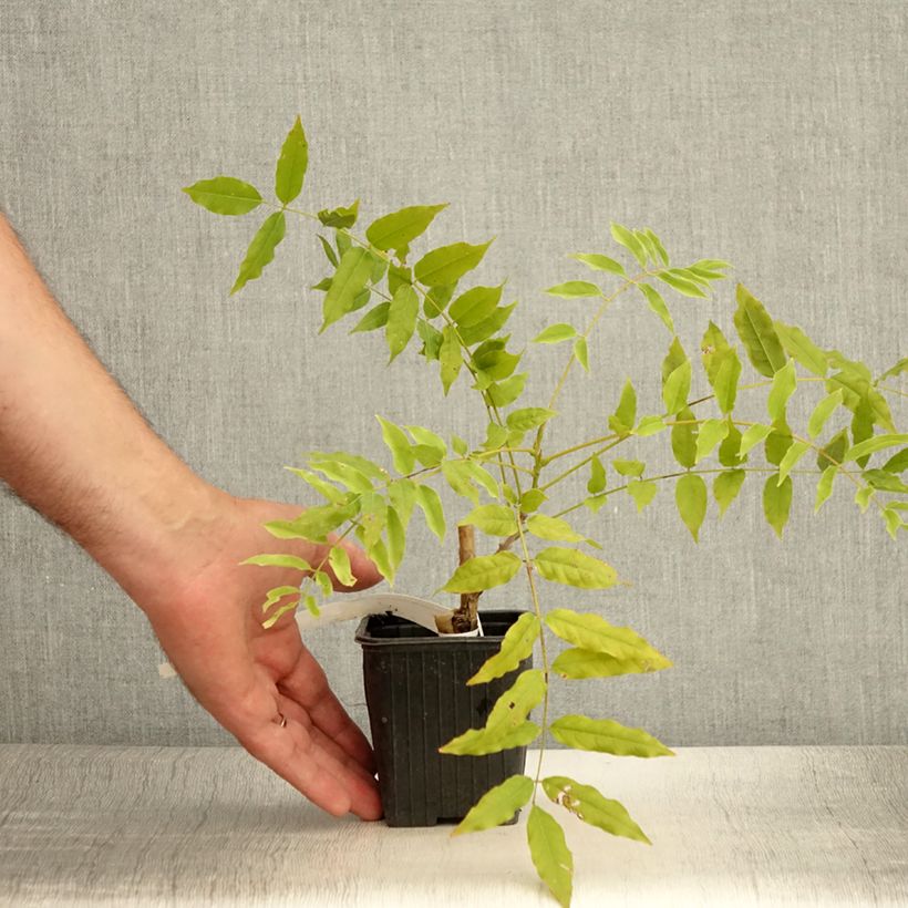 Amostra de Wisteria floribunda Macrobotrys - Glicínia-japonesa Vaso de 8/9 cm tal como entregue no verão