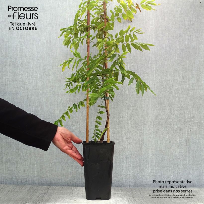 Amostra de Wisteria floribunda Macrobotrys - Glicínia-japonesa Vaso de 2 L/3 L tal como entregue no outono