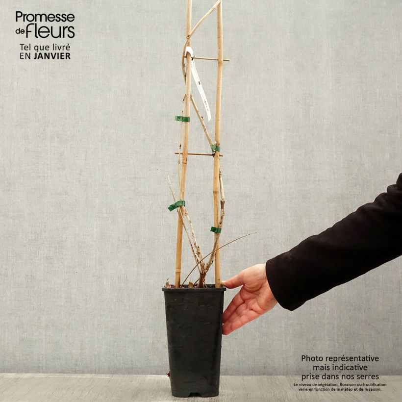 Amostra de Wisteria floribunda Macrobotrys - Glicínia-japonesa Vaso de 2 L/3 L tal como entregue no inverno