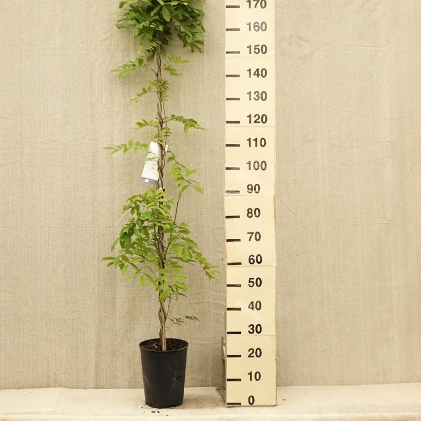 Amostra de Wisteria floribunda Shiro-noda - Glicínia-japonesa Vaso de 4 L/5 L tal como entregue no verão