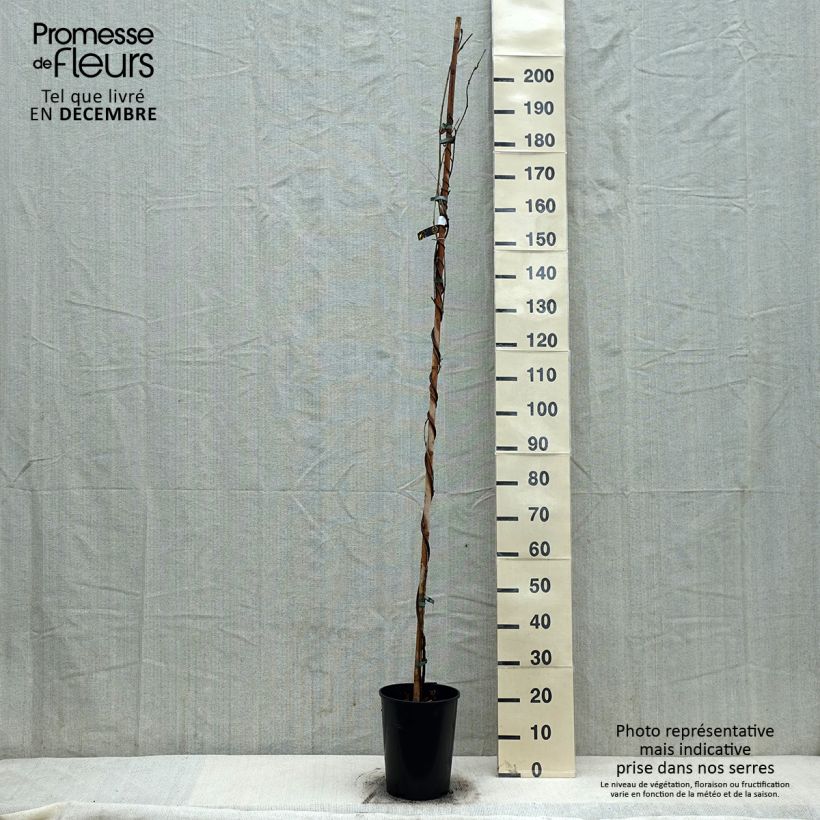 Amostra de Glycine du Japon - Wisteria floribunda Shiro-noda Vaso de 4 L/5 L tal como entregue no inverno