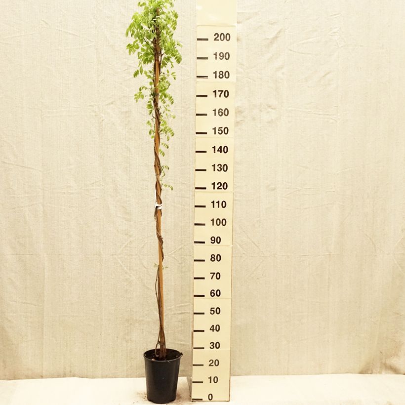 Amostra de Wisteria floribunda Shiro-noda - Glicínia-japonesa Vaso de 4 L/5 L tal como entregue na primavera