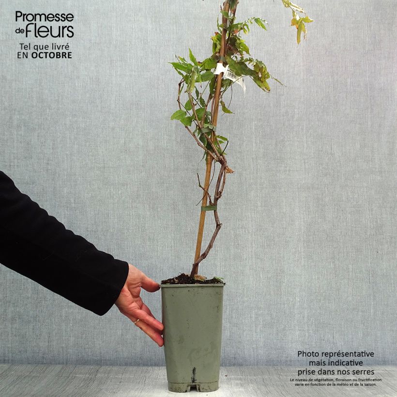 Amostra de Wisteria floribunda Violacea Plena - Glicínia-japonesa Vaso de 2 L/3 L tal como entregue no outono